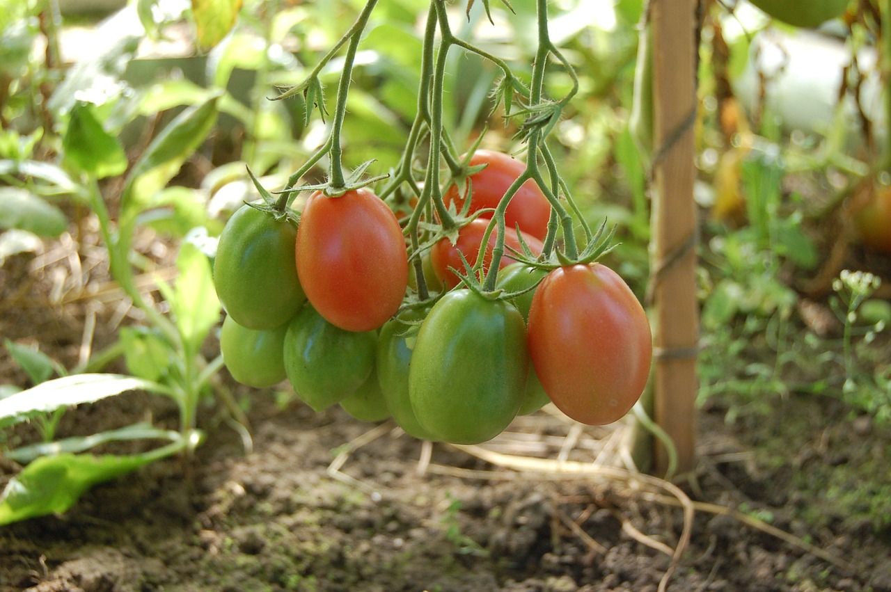 Prawidłowa uprawa pomidorów – na co zwrócić uwagę?
