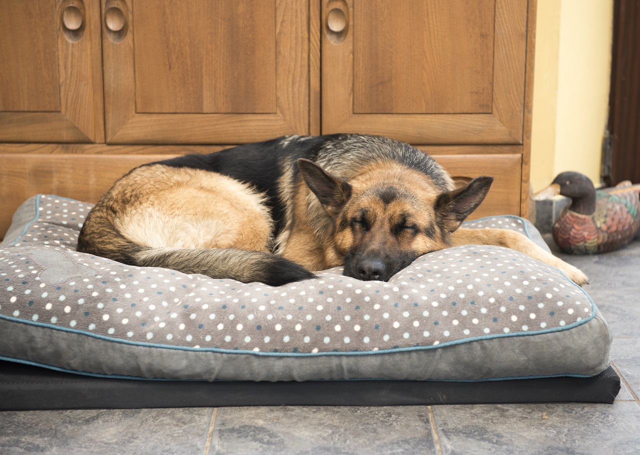 Jak zapewnić odpowiedni komfort życia w domu dużym rasom psów?
