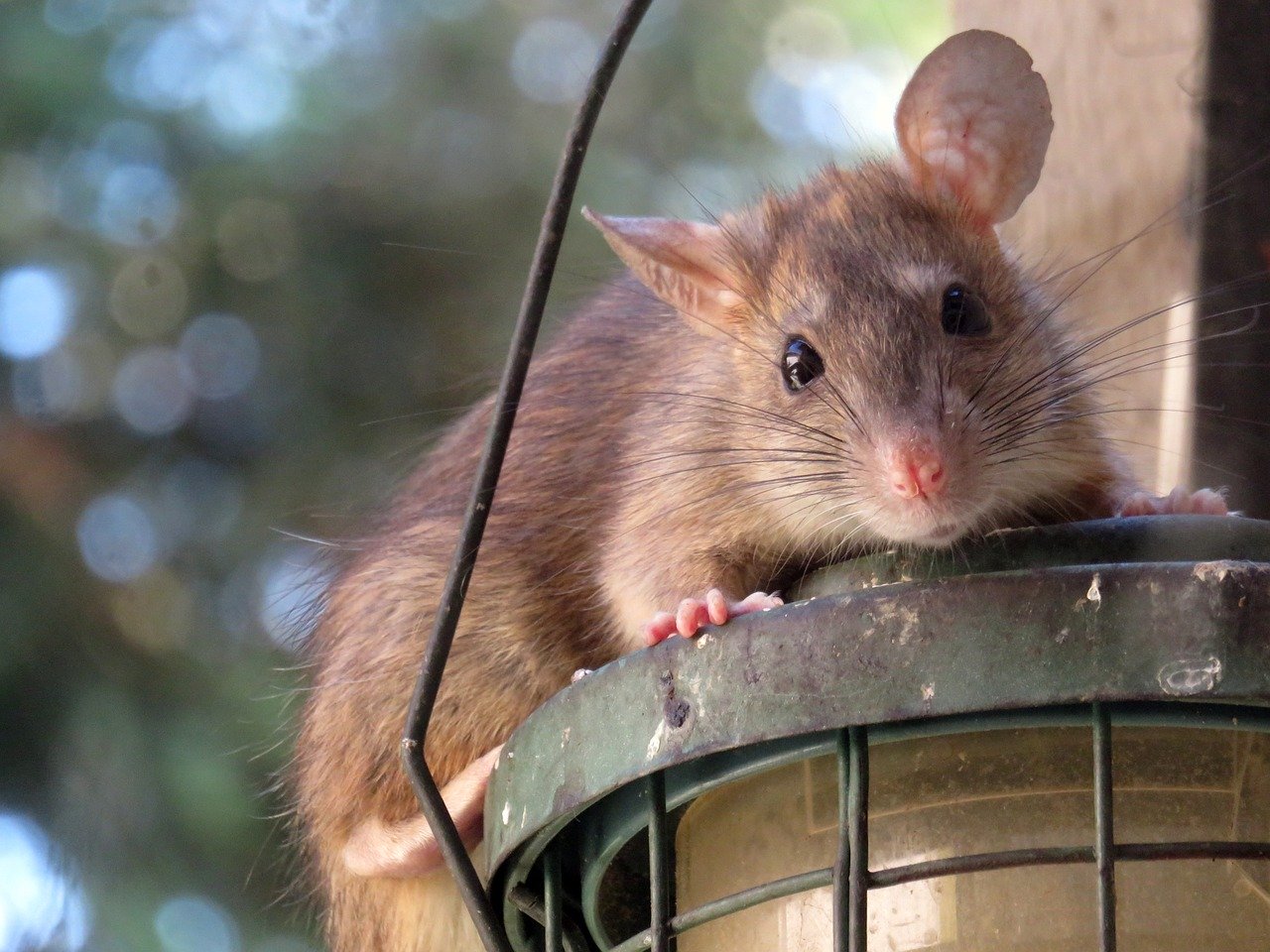 Jak radzić sobie ze szczurami w naszym domu?